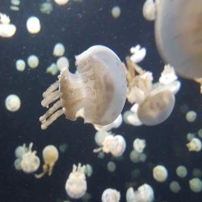 Control of Microrobotic&nbsp;Swarms